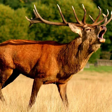 La Luxueuse Avec Jacuzy * Lavacherie